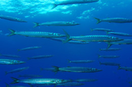 Gruppo Subacqueo Pesce Sole Sub