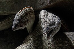 Aquarium de Paris