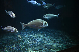 Aquarium de Paris