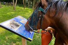 Ecurie Dear Darling