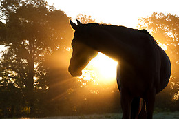 Centre Equestre Azay le Rideau