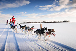 Jelet Mushing