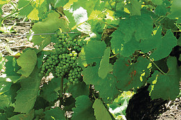 L'école du vin Ludivinum