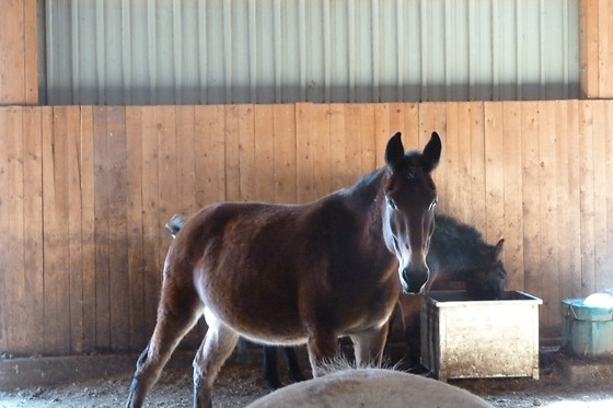 Zucht- und Reitstall Gentinetta - photo 32