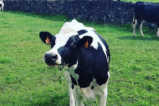 Azores Nature Tours - photo 18