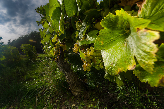 Champagne de Barfontarc - photo 2