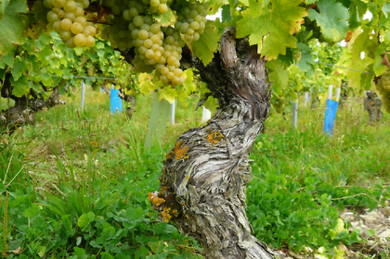 Le Clos de Caramélia - photo 5