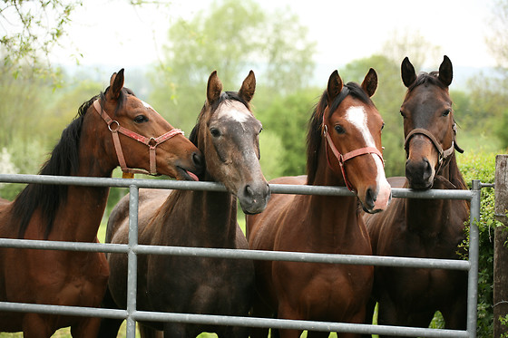 TRINCABEIRAS - photo 12