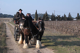 Poney Express Attelage