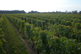 Les ateliers de Bacchus ( Pauline Robin)