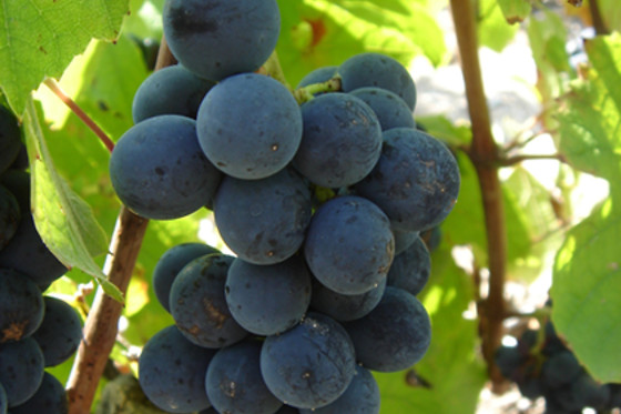 Domaine Brisson - photo 9