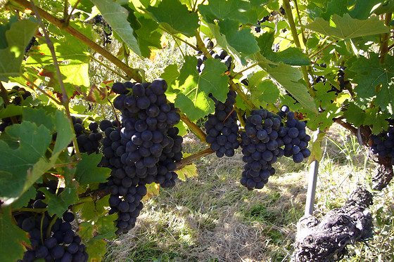 Clos des Cantons - photo 1