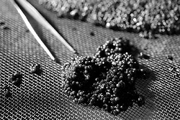 Caviar de Neuvic