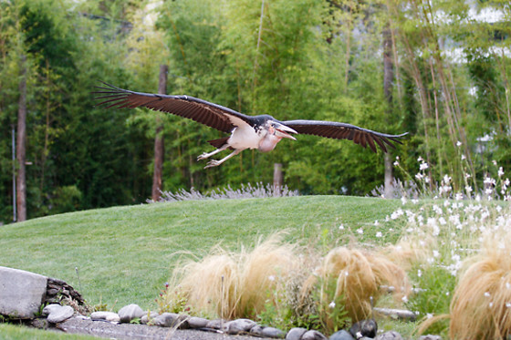 Falconeria Locarno - photo 5