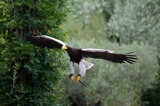 Falconeria Locarno - photo 9