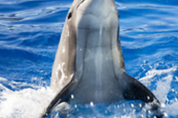 Marineland Hôtel