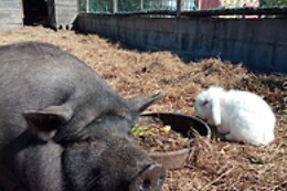CASA DAS PALMEIRAS
