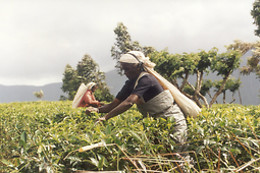 le T Fine Tea Trading Company