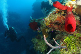 Gruppo Subacqueo Pesce Sole Sub