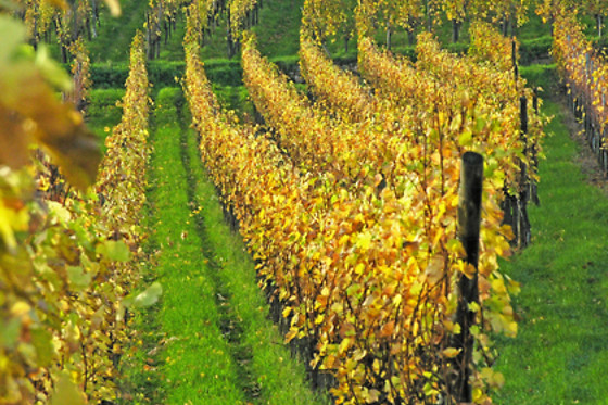 Domaine Brisson - photo 10