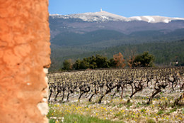 Vignerons du Mont Ventoux