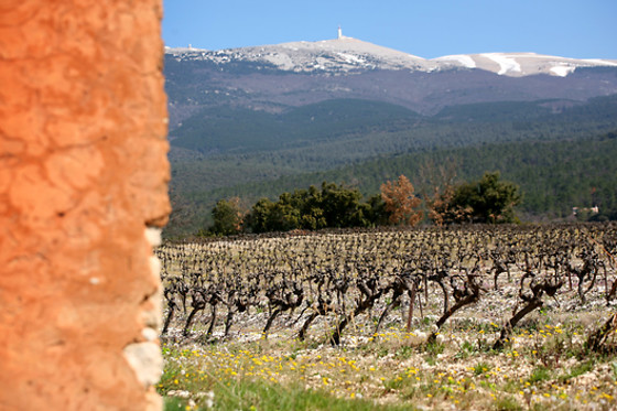 Vignerons du Mont Ventoux - photo 2