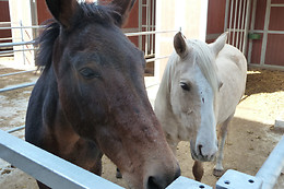 Zucht- und Reitstall Gentinetta