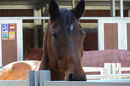 Zucht- und Reitstall Gentinetta