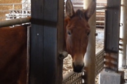 Zucht- und Reitstall Gentinetta