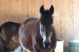 Zucht- und Reitstall Gentinetta