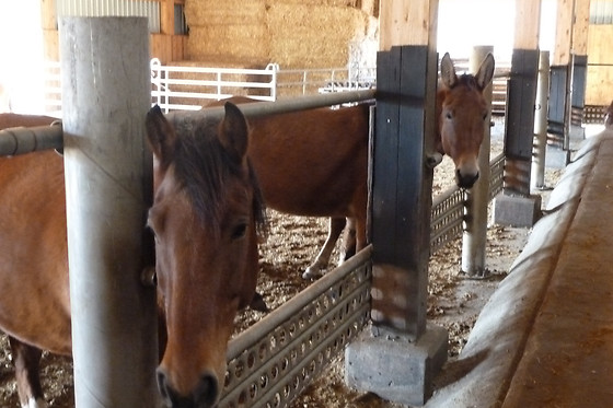 Zucht- und Reitstall Gentinetta - photo 22