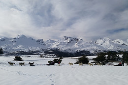 Passion Traîneau