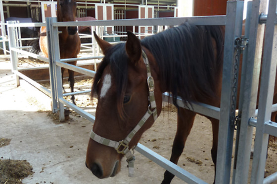 Zucht- und Reitstall Gentinetta - photo 8
