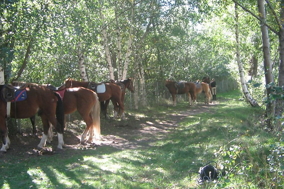 Zucht- und Reitstall Gentinetta - photo 31