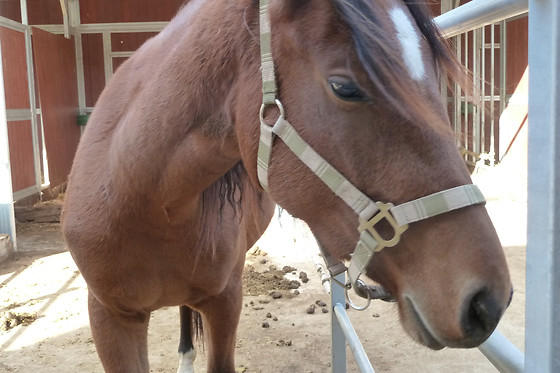 Zucht- und Reitstall Gentinetta - photo 9