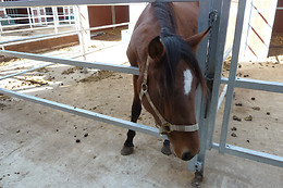 Zucht- und Reitstall Gentinetta