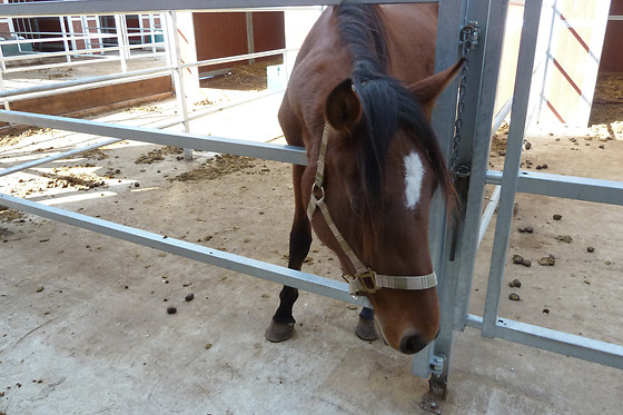 Zucht- und Reitstall Gentinetta - photo 28