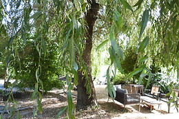 Le Souffle du Saule