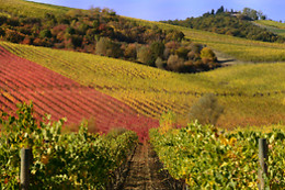 Agriturismo La Ginestrella