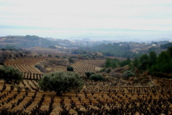 BODEGA MIQUEL JANÉ - photo 10