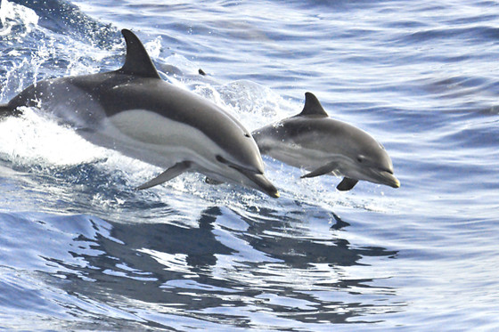 WHITE TENERIFE - photo 21